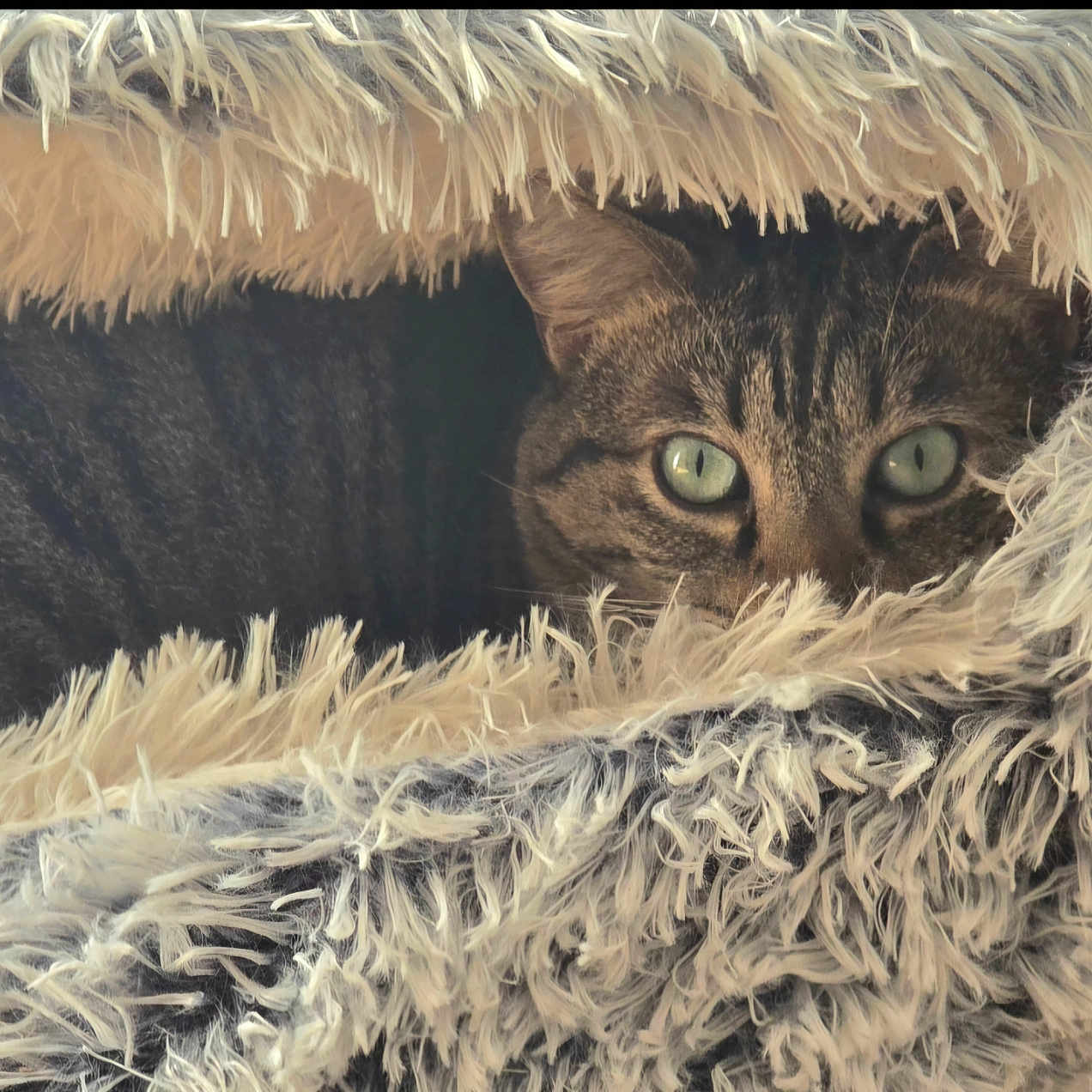 Romy participe au concours pour gagner de l'argent avec cette photo : abyssinian, animal, blanket, cat, clothing, den, face, fur, head, hood, hoodie, indoors, kitten, knitwear, manx, person, pet, photography, portrait, sweater