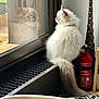 Loki a rejoint le concours — aidez-le/la à gagner de superbes lots ! cat, fluffy, white_cat, reflection, window, windowsill, indoor, fire_extinguisher, wood_floor, grate, curious, pet, feline, tail, blue_eyes, quiet, contemplative, home, daylight, domestic