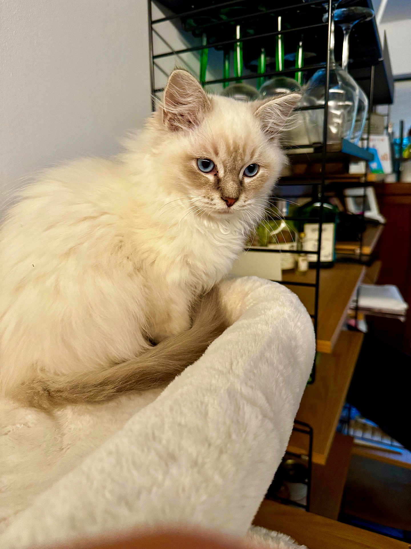 Loki a rejoint le concours — aidez-le/la à gagner de superbes lots ! kitten, cat, blue_eyes, fluffy, pet_bed, indoor, home, furniture, shelf, glassware, wood, resting, cute, animal, domestic_cat, feline, soft, young_cat, cozy, curious