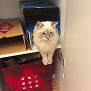 Loki a rejoint le concours — aidez-le/la à gagner de superbes lots ! cat, fluffy, blue_eyes, shelf, closet, boots, boxes, red_storage_bin, wood_floor, curious, indoor, pet, feline, fur, animal, household, corner, wooden_flooring, storage, curiosity