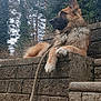 Sultan participe au concours pour gagner de l'argent avec cette photo : animal, calm, canine, daylight, dog, forest, fur, german_shepherd, leash, mammal, nature, outdoor, park, paw, pet, relaxed, side_view, sitting, stone_steps, trees