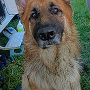 Sultan a rejoint le concours — aidez-le/la à gagner de superbes lots ! dog, german_shepherd, animal, pet, outdoor, grass, fur, ears, face, nose, eyes, canine, nature, vehicle, equipment, loyal, portrait, sitting, daylight, closeup