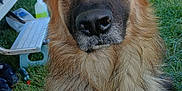 Sultan a rejoint le concours — aidez-le/la à gagner de superbes lots ! animal, canine, closeup, daylight, dog, ears, equipment, eyes, face, fur, german_shepherd, grass, loyal, nature, nose, outdoor, pet, portrait, sitting, vehicle