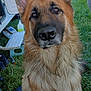 dog, german_shepherd, animal, pet, outdoor, grass, fur, ears, face, nose, eyes, canine, nature, vehicle, equipment, loyal, portrait, sitting, daylight, closeup