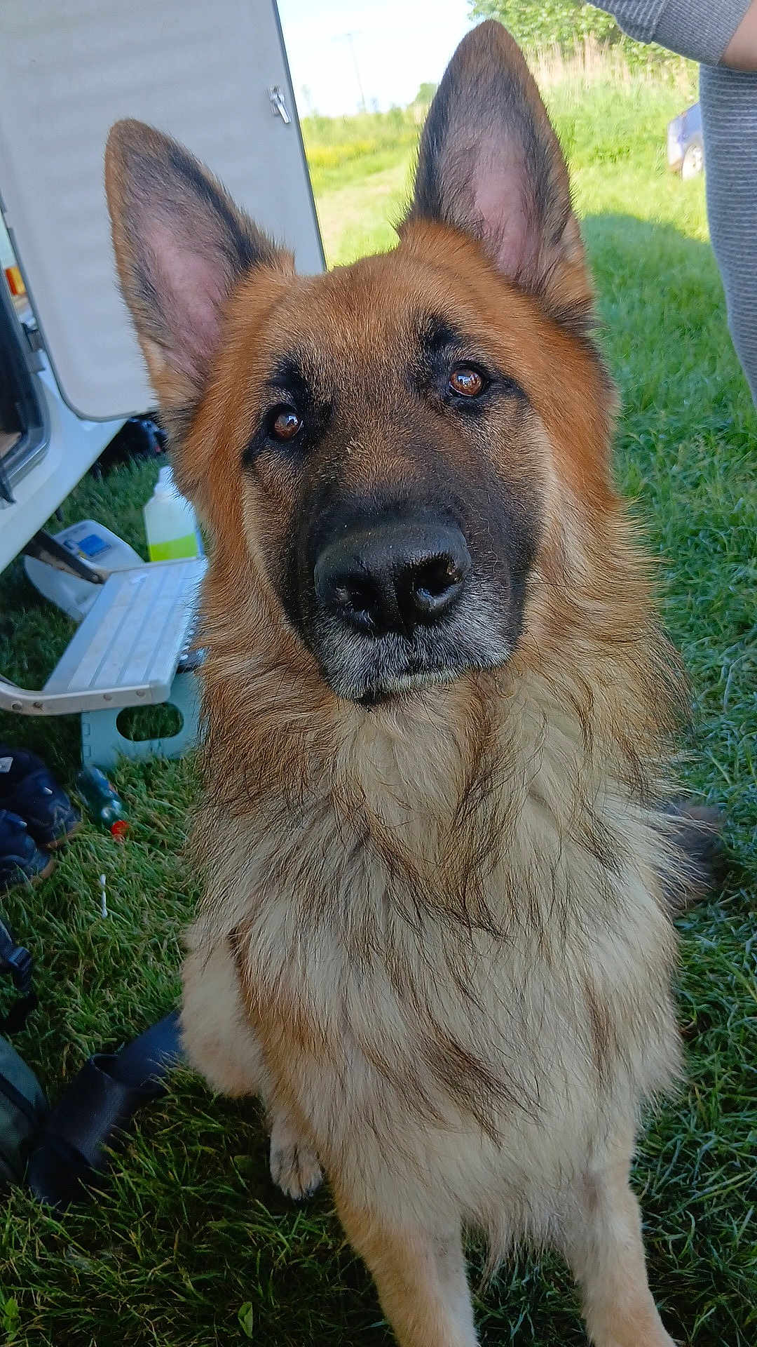 Sultan a rejoint le concours — aidez-le/la à gagner de superbes lots ! dog, german_shepherd, animal, pet, outdoor, grass, fur, ears, face, nose, eyes, canine, nature, vehicle, equipment, loyal, portrait, sitting, daylight, closeup