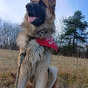 Sultan a rejoint le concours — aidez-le/la à gagner de superbes lots ! animal, bandana, canine, daylight, dog, ears_up, field, friendly, fur, german_shepherd, grass, leash, nature, outdoor, pet, portrait, sitting, sky, tongue_out, trees