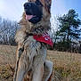 animal, bandana, canine, daylight, dog, ears_up, field, friendly, fur, german_shepherd, grass, leash, nature, outdoor, pet, portrait, sitting, sky, tongue_out, trees