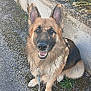 Sultan participe au concours pour gagner de l'argent avec cette photo : animal, canine, chain_link_fence, closeup, concrete_wall, daylight, dog, ears, fur, german_shepherd, gravel, happy, leash, moss, nature, outdoor, pet, sitting, smile, tail
