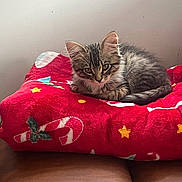 Cosmo joined the competition — help win amazing prizes! animal, candy_cane, cat, cozy, curious, cushion, cute, feline, fur, holiday, indoor, kitten, looking, pet, red, resting, small, star, tabby, young