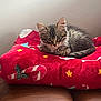 animal, candy_cane, cat, cozy, curious, cushion, cute, feline, fur, holiday, indoor, kitten, looking, pet, red, resting, small, star, tabby, young