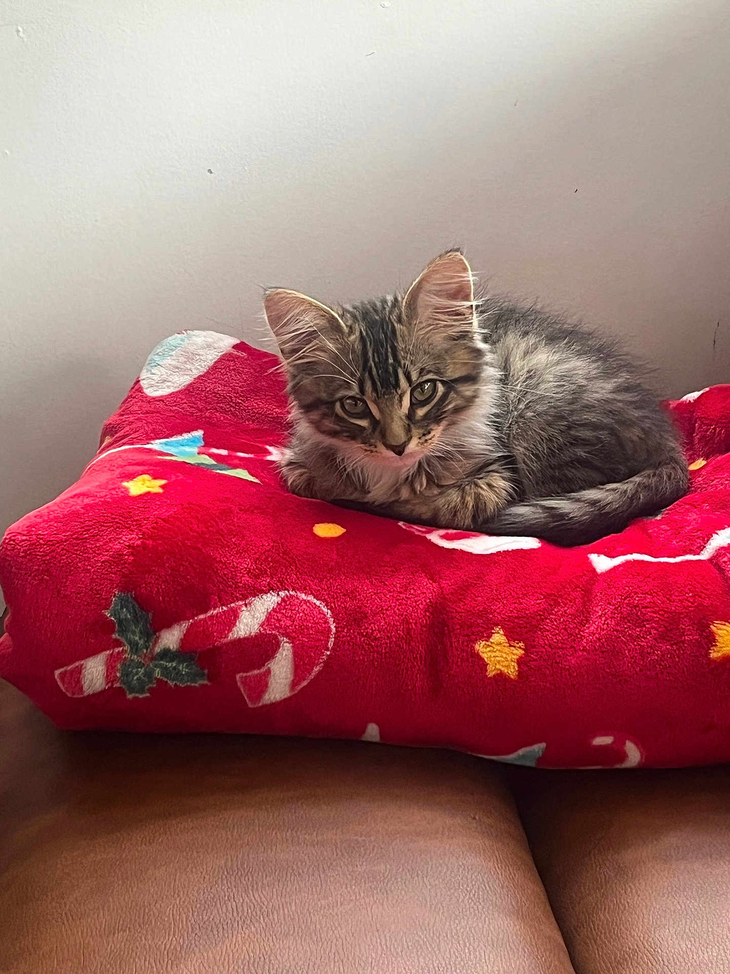 Cosmo joined the competition — help win amazing prizes! animal, candy_cane, cat, cozy, curious, cushion, cute, feline, fur, holiday, indoor, kitten, looking, pet, red, resting, small, star, tabby, young