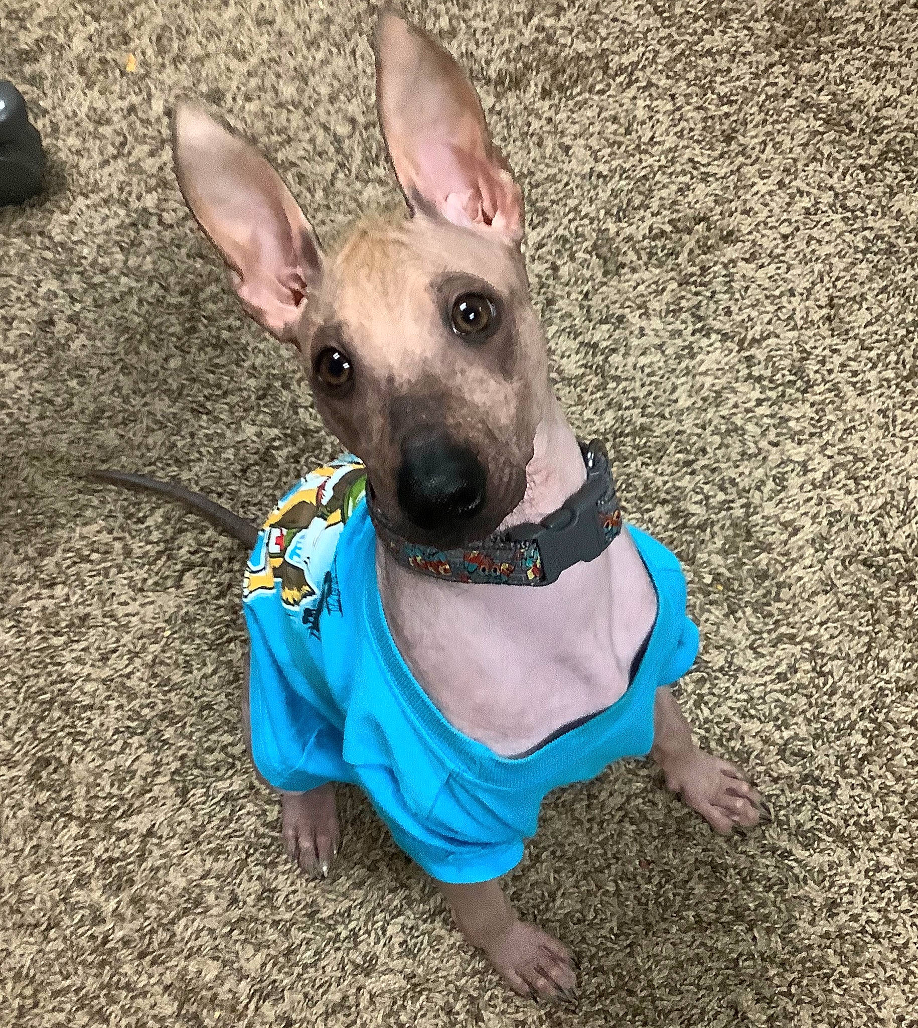 Dante is registered to the contest to win money with this photo: american_hairless_terrier, canidae, carnivore, companion_dog, dog, dog_breed, dog_clothes, ear, fawn, mammal, mexican_hairless_dog, peruvian_hairless_dog, puppy, snout, thai_ridgeback, vertebrate