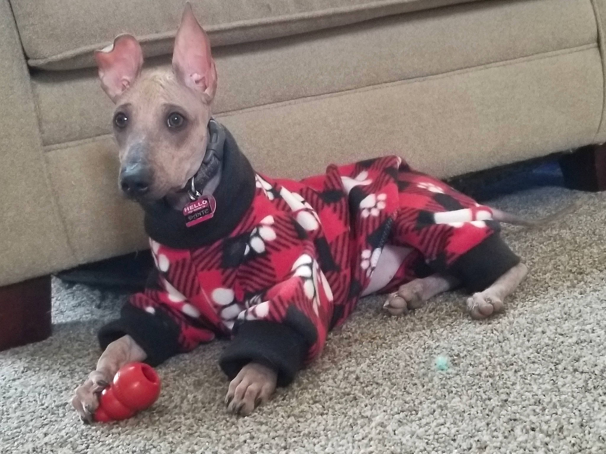 Dante joined the competition — help win amazing prizes! american_hairless_terrier, canidae, carnivore, companion_dog, dog, dog_breed, dog_clothes, mammal, peruvian_hairless_dog, snout, vertebrate