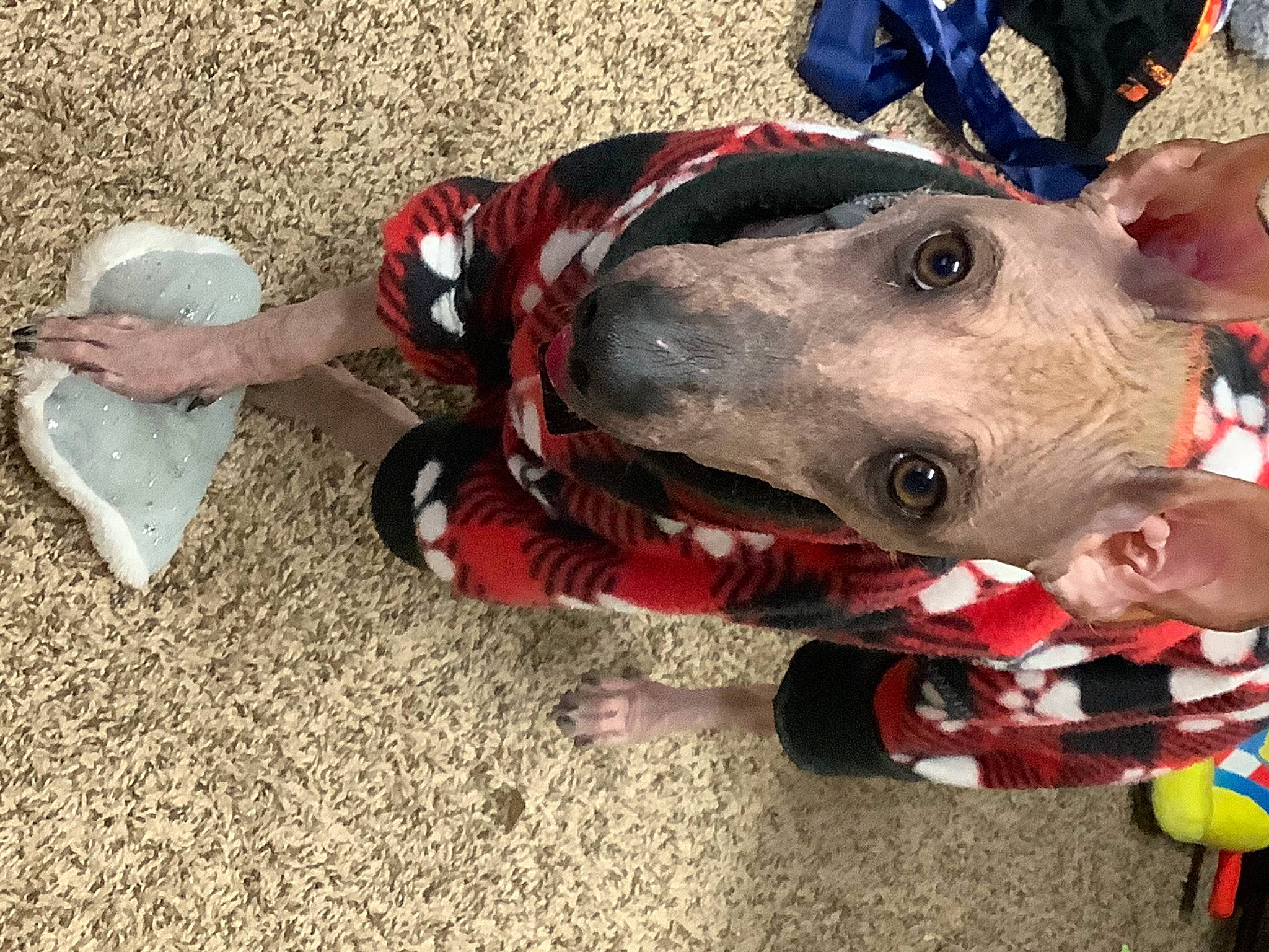 Dante is registered to the contest to win money with this photo: animal_sports, canidae, carnivore, collar, companion_dog, dog, dog_breed, dog_clothes, dog_supply, dogo_guatemalteco, hunting_dog, non_sporting_group, pet_supply, pointing_breed, snout, sporting_group, weimaraner, working_animal, working_dog