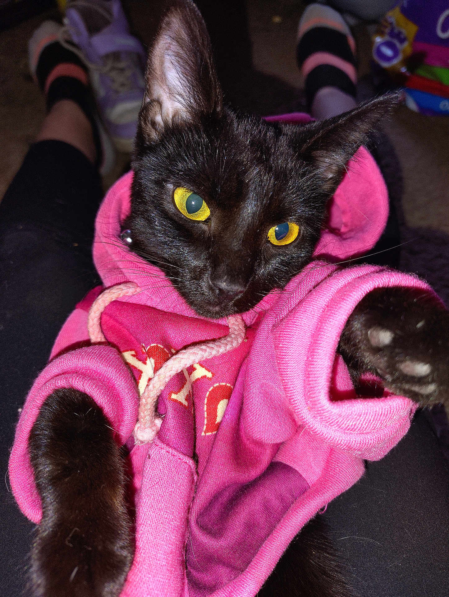 Lucky joined the competition — help win amazing prizes! black_cat, yellow_eyes, pink_hoodie, cat_paw, pet, indoor, person_lap, legs, socks, shoes, cozy, cute, animal, feline, clothing, closeup, relaxed, domestic_cat, fur, whiskers