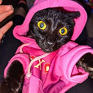 Lucky joined the competition — help win amazing prizes! black_cat, cat, pink_hoodie, pet, animal, wide_eyes, indoor, cute, feline, fur, whiskers, clothing, hood, close_up, portrait, yellow_eyes, paw, soft_fabric, domestic_cat, curious