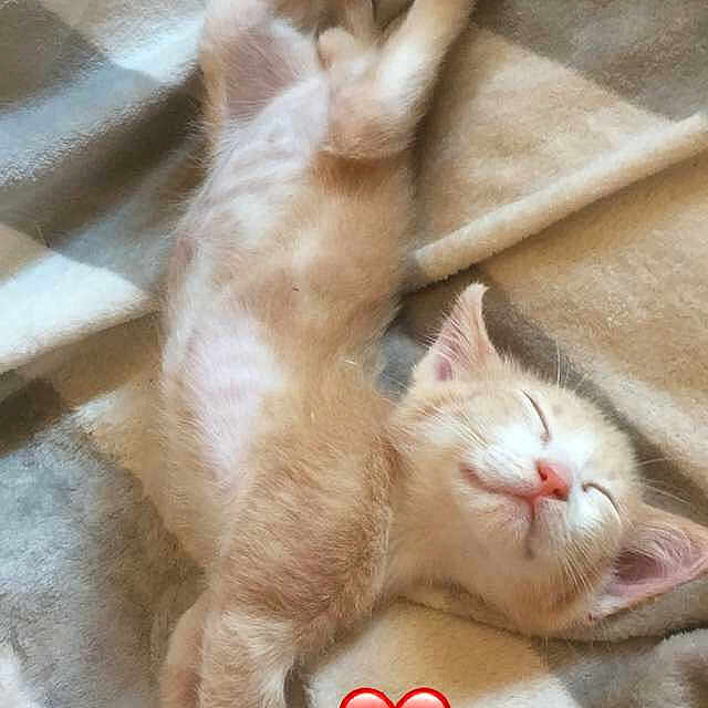Prince