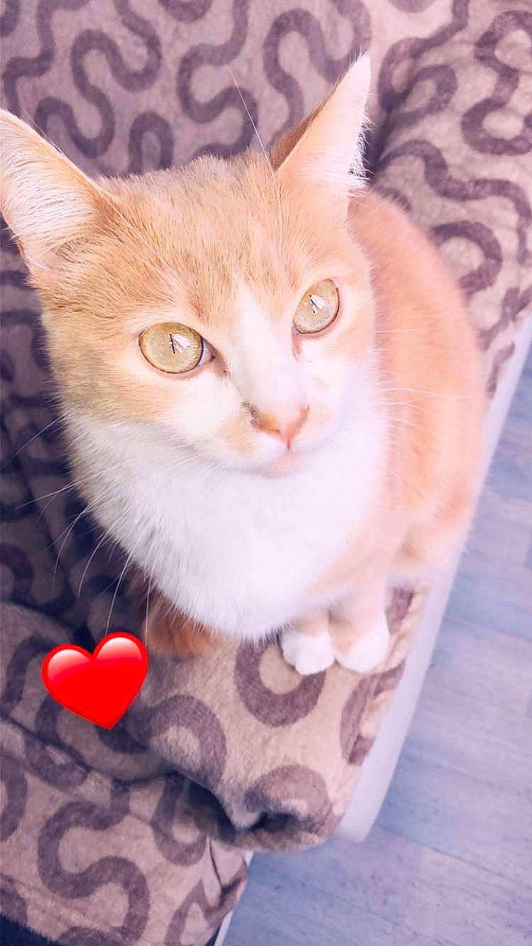 Prince participe au concours pour gagner de l'argent avec cette photo : carmine, carnivore, cat, cat_supply, collar, domestic_short_haired_cat, eye, fawn, felidae, foot, fur, paw, pet_supply, photo_caption, small_to_medium_sized_cats, snout, tail, whiskers, window, wood