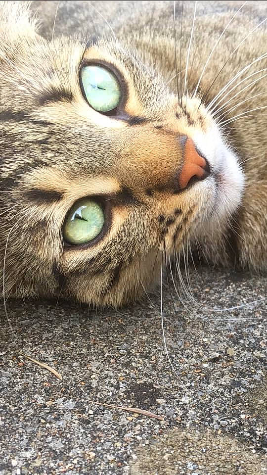 Tarkan participe au concours pour gagner de l'argent avec cette photo : carnivore, cat, close_up, domestic_short_haired_cat, eye, felidae, fur, grass, head, natural_material, organism, paw, small_to_medium_sized_cats, snout, terrestrial_animal, whiskers, wildlife