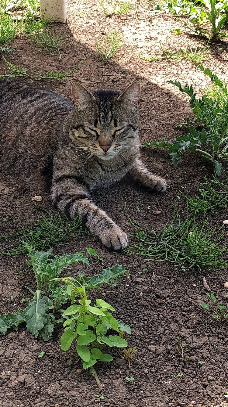 Tarkan participe au concours pour gagner de l'argent avec cette photo : carnivore, cat, domestic_short_haired_cat, felidae, fur, grass, groundcover, jungle, paw, photo_caption, plant, small_to_medium_sized_cats, soil, tail, terrestrial_animal, terrestrial_plant, tree, whiskers, wildlife, wood