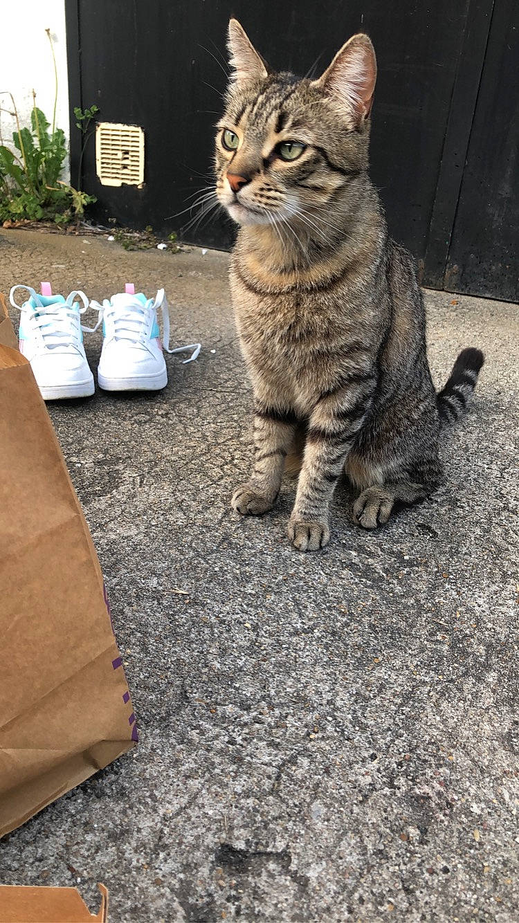 Tarkan participe au concours pour gagner de l'argent avec cette photo : asphalt, carnivore, cat, claw, domestic_short_haired_cat, felidae, fur, grass, paw, plant, road, road_surface, sitting, small_to_medium_sized_cats, snout, soil, tail, terrestrial_animal, tree, whiskers