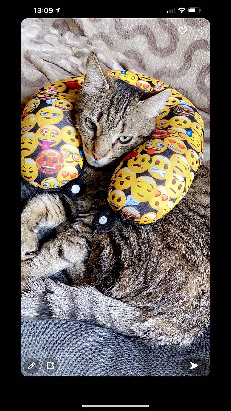 Tarkan participe au concours pour gagner de l'argent avec cette photo : art, carnivore, cat, claw, comfort, domestic_short_haired_cat, felidae, font, fur, illustration, pattern, paw, photo_caption, rectangle, small_to_medium_sized_cats, tail, terrestrial_animal, visual_arts, whiskers, wildlife