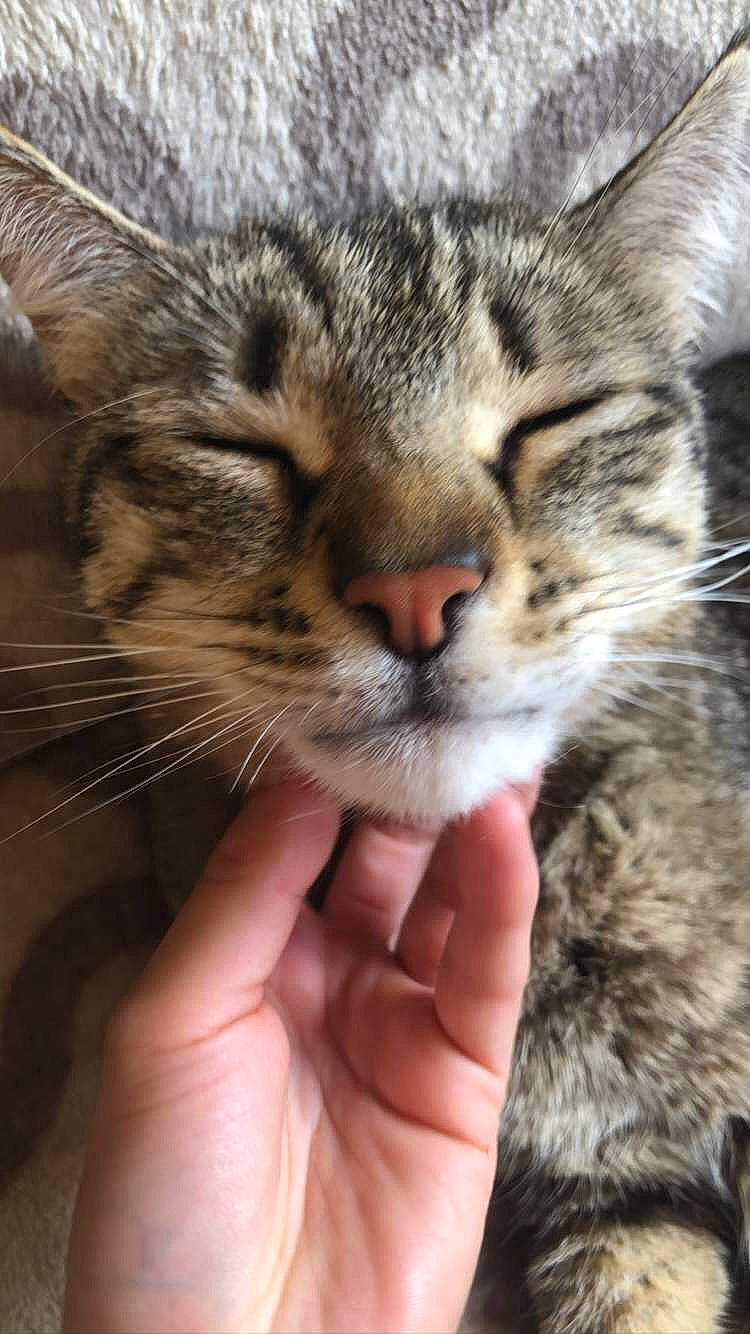 Tarkan participe au concours pour gagner de l'argent avec cette photo : carnivore, cat, claw, domestic_short_haired_cat, eye, fawn, felidae, fur, gesture, grass, hand, head, mammal, paw, small_to_medium_sized_cats, snout, terrestrial_animal, whiskers