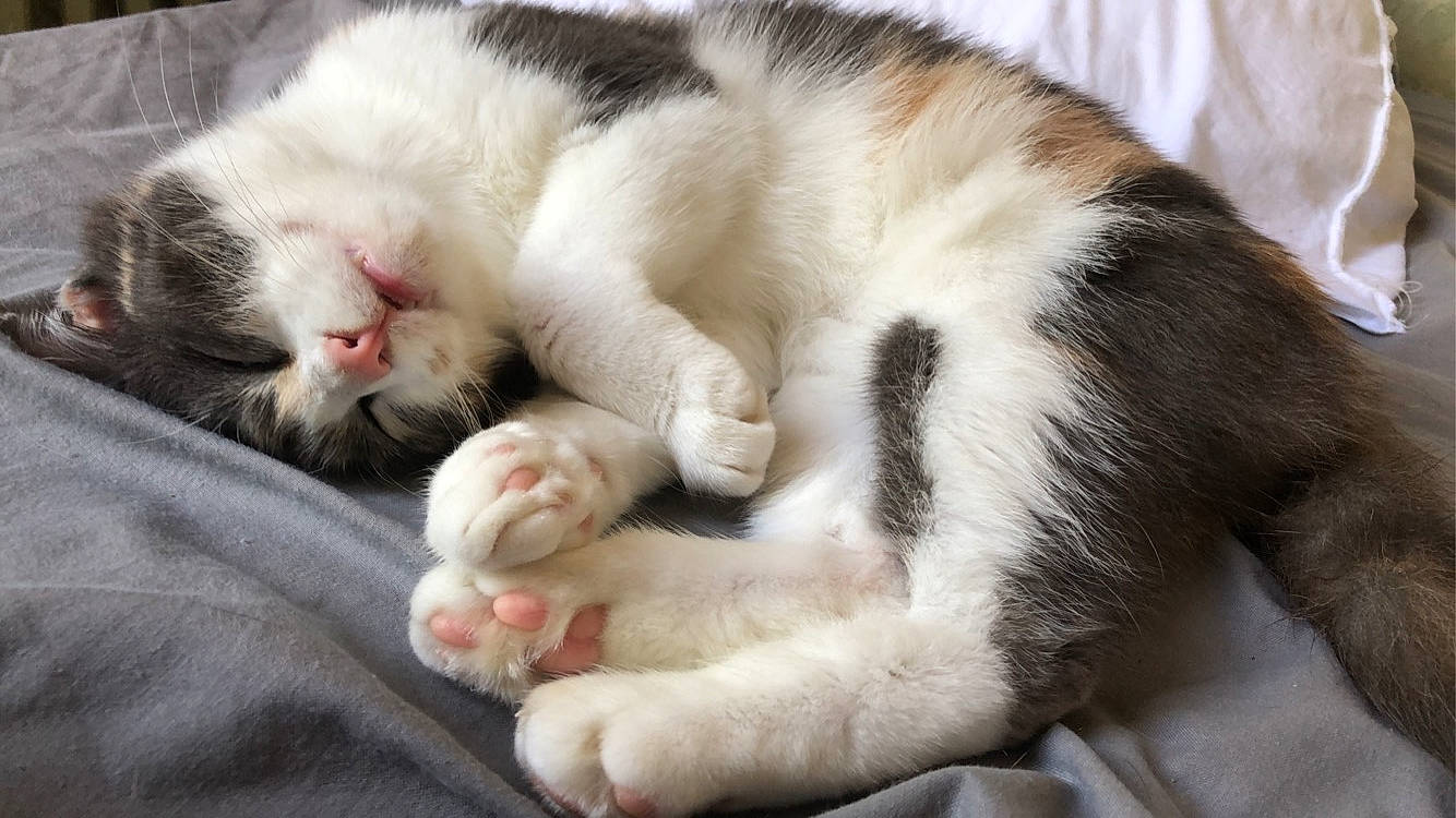 Lya participe au concours pour gagner de l'argent avec cette photo : carnivore, cat, claw, comfort, domestic_short_haired_cat, fawn, felidae, fur, nap, paw, sleep, small_to_medium_sized_cats, snout, tail, whiskers