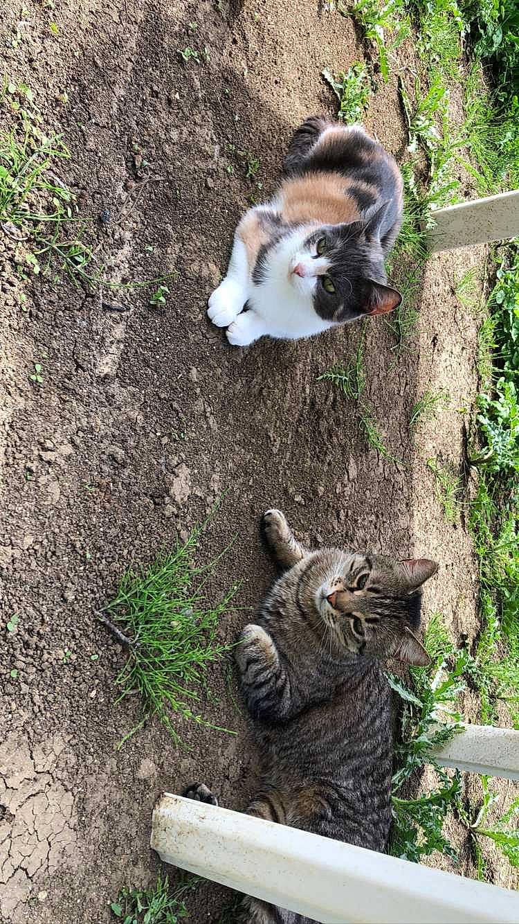 Lya a rejoint le concours — aidez-le/la à gagner de superbes lots ! carnivore, cat, fawn, felidae, grass, green, groundcover, leaf, mammal, plant, sculpture, small_to_medium_sized_cats, snout, tail, terrestrial_animal, trunk, vertebrate, whiskers, wood, working_animal