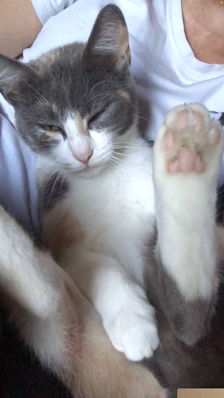 Lya participe au concours pour gagner de l'argent avec cette photo : carnivore, cat, claw, comfort, domestic_short_haired_cat, felidae, fur, paw, small_to_medium_sized_cats, snout, tail, whiskers