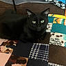 cat, black_cat, pet, animal, green_eyes, sitting, indoor, blanket, quilt, patchwork, cozy, home, portrait, fur, whiskers, ears, tail, dark_fur, looking_at_camera, textile