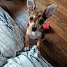 adorable, animal, blanket, brown_dog, close_up, cute, dog, ears, floor, indoor, looking_up, paws, pet, puppy, small_dog, toy, white_paws, wide_eyes, wooden_floor, young_dog