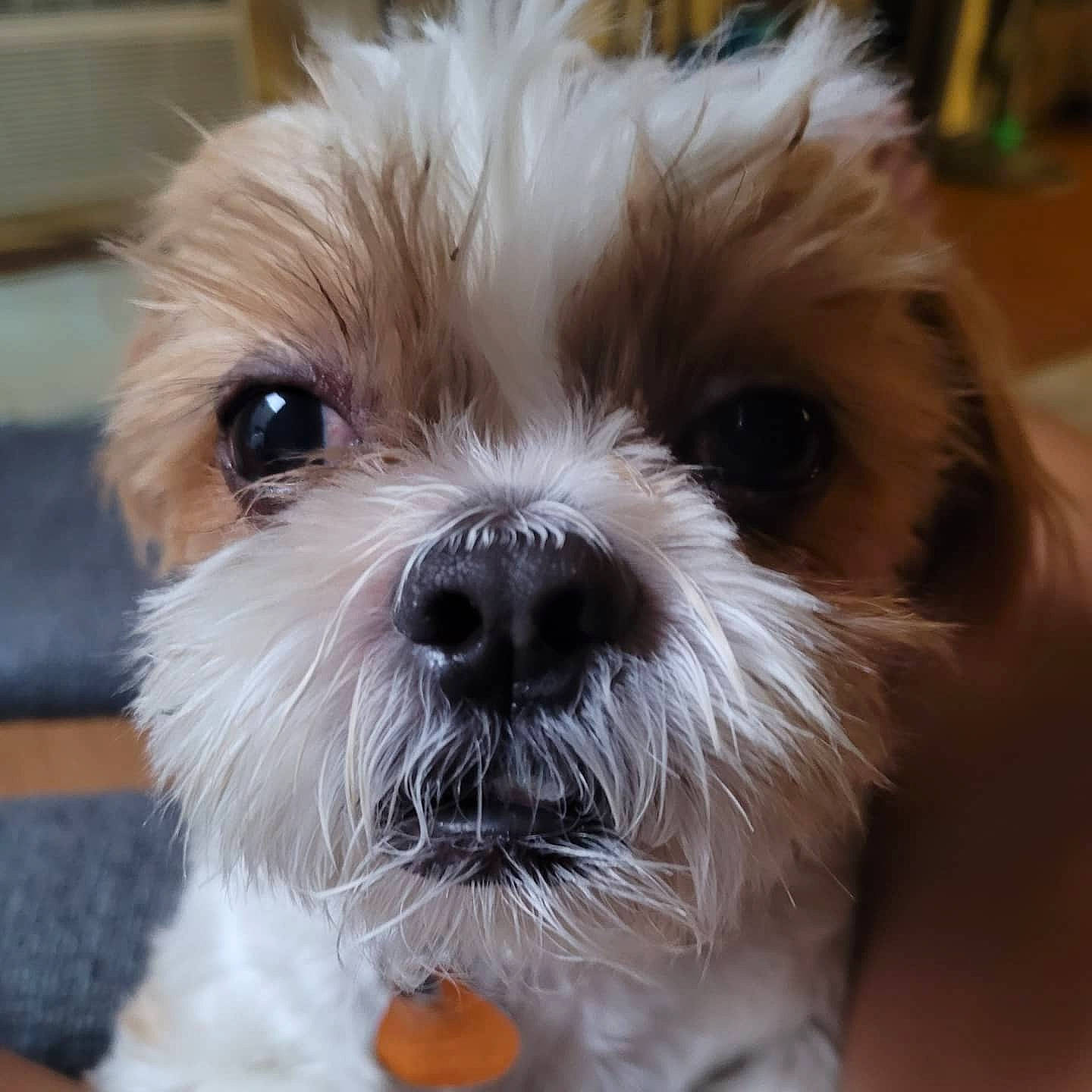 Bandit