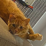 Monster joined the competition — help win amazing prizes! cat, orange_cat, feline, pet, indoor, couch, furniture, relaxing, paw, closeup, looking, curious, wire_crate, pet_supplies, vent, home, cozy, fur, tabby, resting