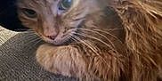 Monster is registered to the contest to win money with this photo: cat, ginger_cat, hat, couch, furniture, closeup, whiskers, pet, indoor, cozy, fur, texture, light_beam, person_in_background, casual, resting, curious, soft_light, animal, companion