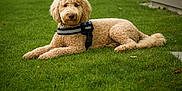Brian is registered to the contest to win money with this photo: animal, canine, cute, dog, domestic_animal, fluffy, fur, golden_doodle, grass, greenery, harness, lawn, mammal, nature, outdoor, pet, portrait, relaxed, resting, summer