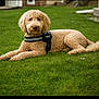animal, canine, cute, dog, domestic_animal, fluffy, fur, golden_doodle, grass, greenery, harness, lawn, mammal, nature, outdoor, pet, portrait, relaxed, resting, summer