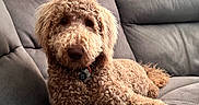 Brian is registered to the contest to win money with this photo: animal, brown, comfort, companion, couch, cozy, curly_hair, cute, dog, domestic, friend, fur, household, indoor, laying_down, pet, playful, portrait, relaxed, toy