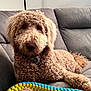 Brian is registered to the contest to win money with this photo: animal, brown, comfort, companion, couch, cozy, curly_hair, cute, dog, domestic, friend, fur, household, indoor, laying_down, pet, playful, portrait, relaxed, toy