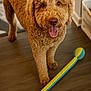Brian joined the competition — help win amazing prizes! dog, golden_doodle, pet, indoor, floor, toy, play, tongue_out, curly_fur, brown_eyes, happy, looking_up, domestic_animal, canine, fur, animal, mammal, companion, cute, friendly