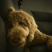 Brian is registered to the contest to win money with this photo: dog, curly_fur, couch, indoor, pet, animal, relaxed, close_up, portrait, brown, furry, laying_down, soft_light, cozy, home, companion, cute, mammal, domestic_animal, expression