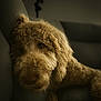 dog, curly_fur, couch, indoor, pet, animal, relaxed, close_up, portrait, brown, furry, laying_down, soft_light, cozy, home, companion, cute, mammal, domestic_animal, expression