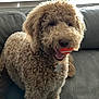 animal, collar, companion, couch, curly_fur, cute, dog, domestic, fur, furniture, happy, indoor, light, mouth, orange_ball, pet, playful, sitting, tag, window_blinds