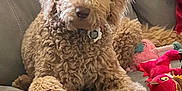 Brian joined the competition — help win amazing prizes! animal, brown, canine, companion, couch, cozy, curly_fur, cute, dog, domestic_animal, fluffy, furniture, home, indoor, laying_down, living_room, pet, plush_toys, relaxed, toy