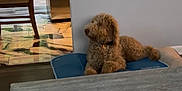 Brian joined the competition — help win amazing prizes! animal, brown_dog, calm, companion, cozy, cushion, dog, domestic_animal, floor, fluffy, furniture, home, indoor, lying_down, pet, quiet, relaxing, side_view, white_wall, wooden_chair