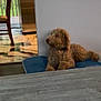 Brian joined the competition — help win amazing prizes! animal, brown_dog, calm, companion, cozy, cushion, dog, domestic_animal, floor, fluffy, furniture, home, indoor, lying_down, pet, quiet, relaxing, side_view, white_wall, wooden_chair