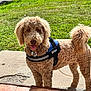 Brian joined the competition — help win amazing prizes! animal, brown_fur, canine, companion, curly_fur, cute, daytime, dog, friendly, grass, happy, harness, leash, nature, outdoor, patio, pet, standing, sunlight, tongue_out
