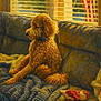 american_flag, animal, blanket, blinds, couch, cozy, curly_hair, decor, dog, fur, home, indoor, living_room, pet, relaxed, seated, soft_light, toy, warm_colors, window