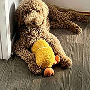 Brian is registered to the contest to win money with this photo: animal, brown_dog, companion, cozy, curly_fur, cute, dog, floor, fur, home, indoor, laying_down, light, pet, plush_toy, relaxed, shadow, toy, wooden_floor, yellow_toy