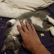 Kurama is registered to the contest to win money with this photo: animal, bed, blanket, cat, comforter, cozy, cute, domestic_cat, fur, gray_cat, hand, human_hand, indoor, lying_down, petting, relaxed, soft_lighting, star_pattern, whiskers, white_paws